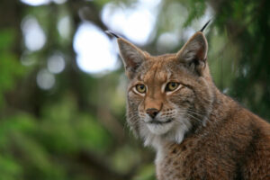 Un lynx aux oreilles touffues et aux yeux jaunes se dresse sur un fond de forêt flou vert et blanc.
