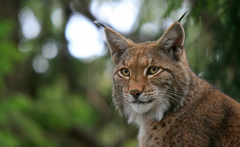 Quand le lynx est tenu à l'oeil - La Région