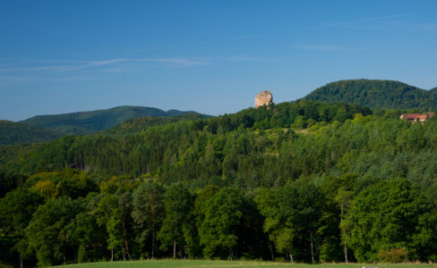 La forêt régionale du Fleckenstein associe exploitation raisonnée et naturalité