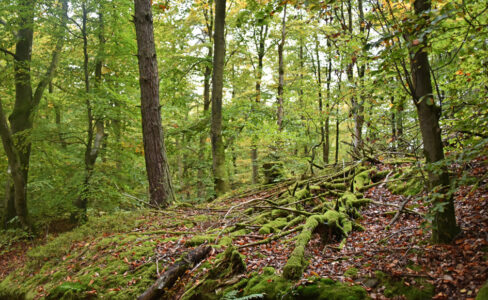 Les îlots de sénescence