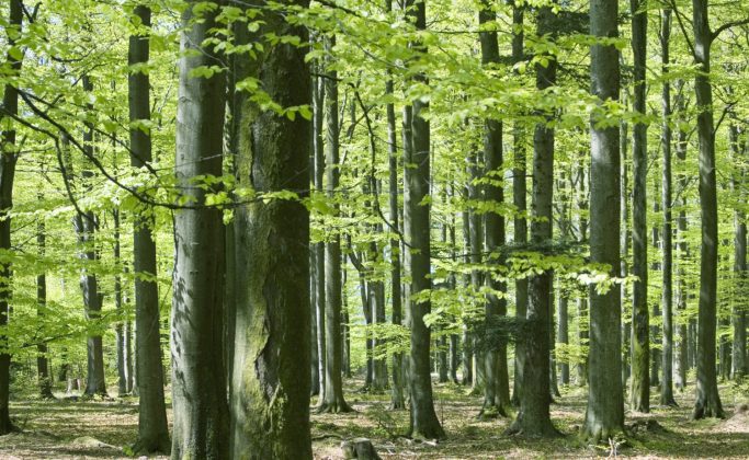 Forêt-Trame verte et bleue