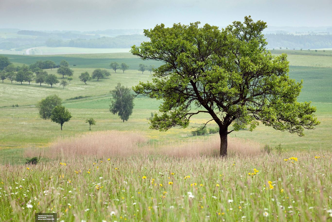 prairie fleurie-paysage - Parc naturel régional des Vosges du Nord