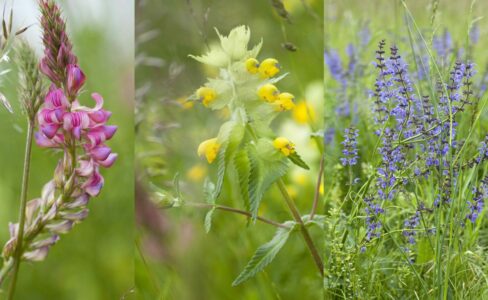 Concours général agricole des prairies fleuries