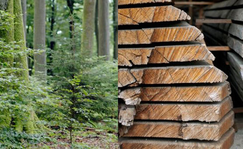 Une charte forestière pour valoriser le bois local