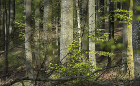 La filière bois des Vosges du Nord : cap sur l’innovation