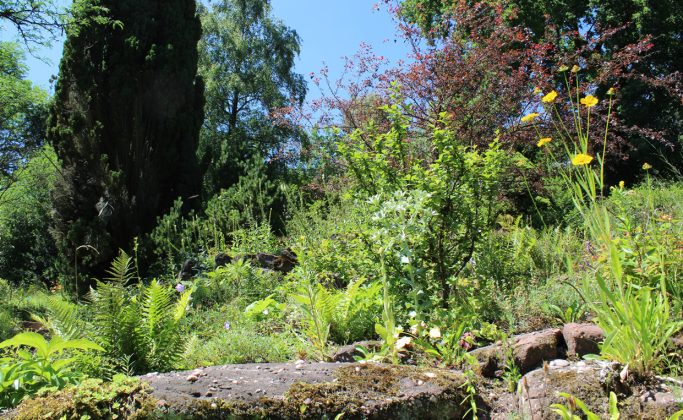 Jardin botanique du col de Saverne
