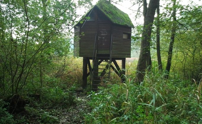 Observatoire des oiseaux