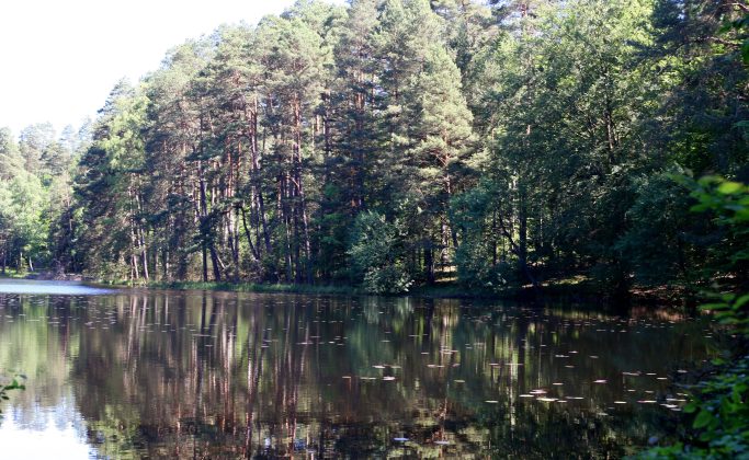 Étang de  l’Erbsenthal – Réserve naturelle