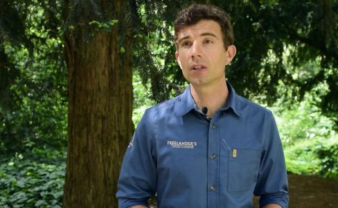 Un bain de forêt