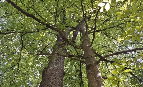 Les 30 ans de la Réserve de biosphère Vosges du Nord