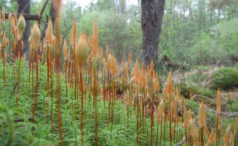 Découverte des plantes en plein air