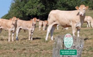 Plusieurs vaches et veaux de couleur claire se tiennent dans un champ herbeux près des arbres, avec un panneau du Parc Naturel Régional des Vosges du Nord au premier plan.
