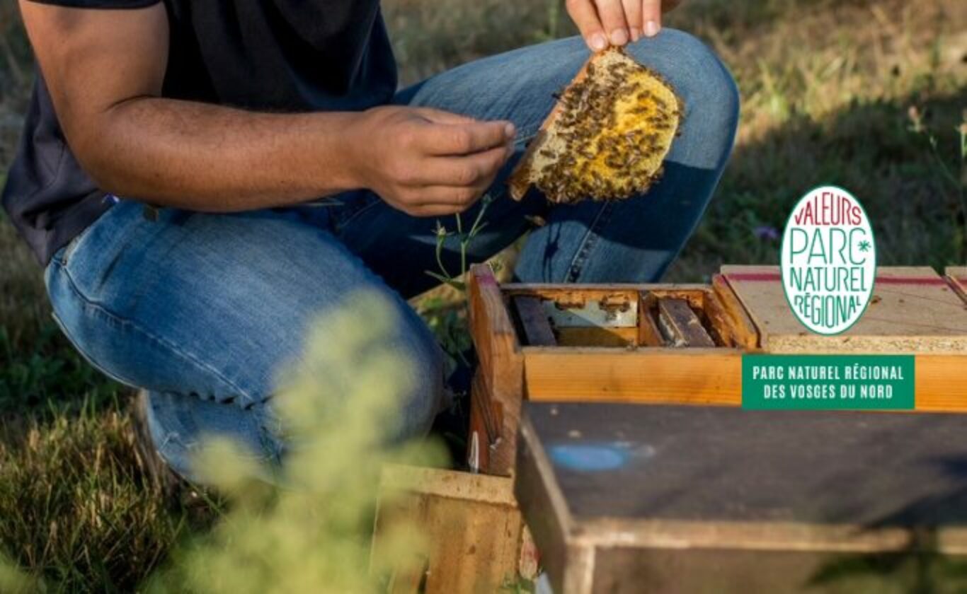 Une personne examine un morceau de nid d'abeilles prélevé dans une ruche en bois à l'extérieur, avec un logo du Parc Naturel Régional des Vosges du Nord en superposition.