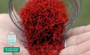 Une personne tient une poignée de filaments de safran rouge versés dans un récipient en verre, avec un logo du Parc Naturel Régional des Vosges du Nord visible sur l'image.