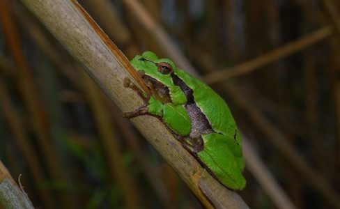 ANNULÉ : Les batraciens de la forêt de Sarre-union