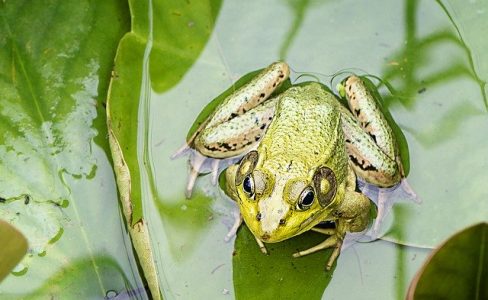 ANNULÉ : Sortie nature : sauvons nos batraciens