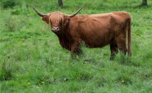 ANNULÉ : Bienvenue chez les poilus cornus