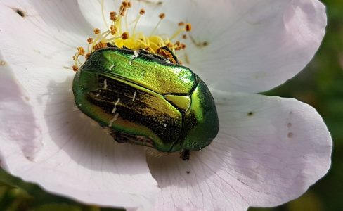 La biodiversité dans les Vosges du Nord