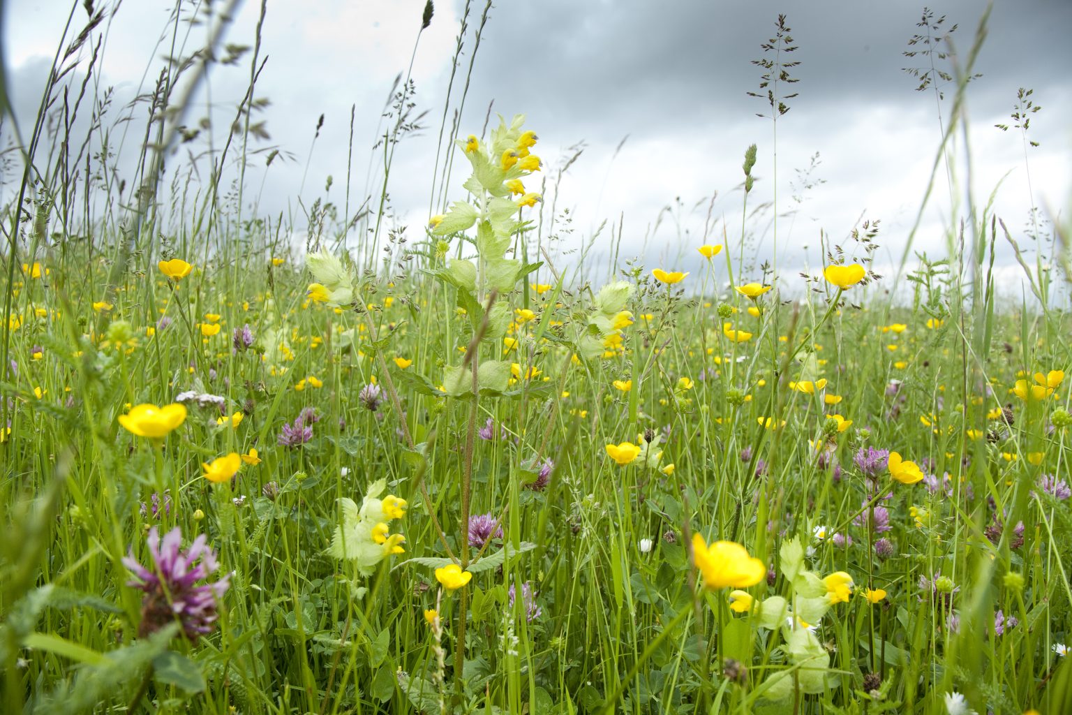 prairie_mesophile,CrYM - Parc naturel régional des Vosges du Nord