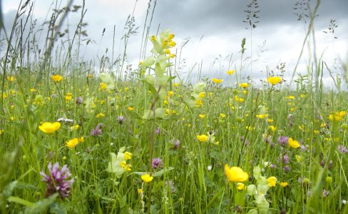 Les prairies permanentes, un patrimoine agricole et naturel rentable ?