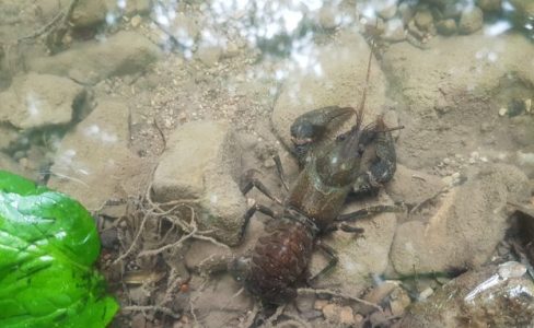 Les écrevisses des torrents: sauvegarde et réintroduction avec le projet INTERREG « Espèces Animales en danger »