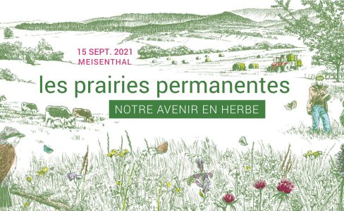 Les prairies permanentes, notre avenir en herbe !