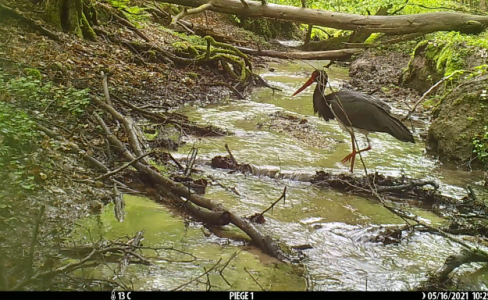 Un œil sur la cigogne noire dans les forêts des Vosges du Nord…