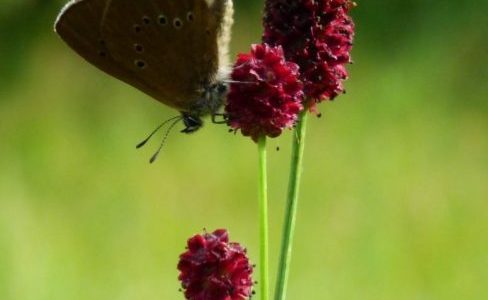 Les azurés de la sanguisorbe et des paluds avec le projet INTERREG « Espèces Animales en Danger »