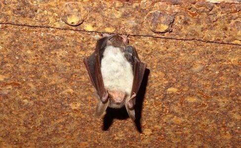 Les chauves-souris anthropophiles : le Grand Murin