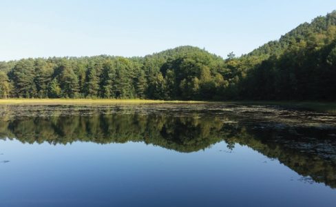 L’étang change dans les Vosges du nord