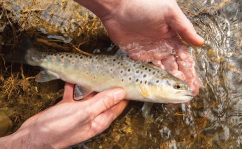 Mesurer la santé d’une rivière : la science met les pieds dans l’eau !