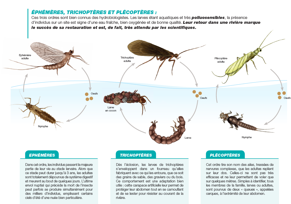 Espèces indicatrices de nos cours d'eau