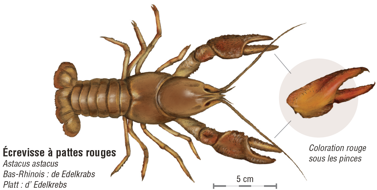 Ecrevisse à pattes rouges
