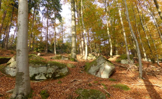 forêt en automne