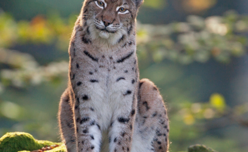 Le Lynx dans le massif des Vosges et son Plan Régional d’Actions