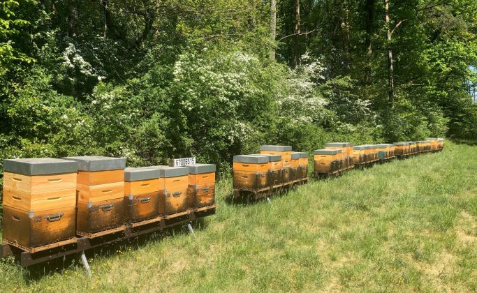 des ruches côte à côte le long d'une forêt