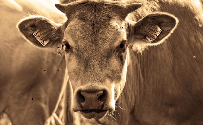 vache qui regarde l'objectif