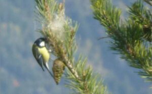 Mésange_chenille_processionnaire