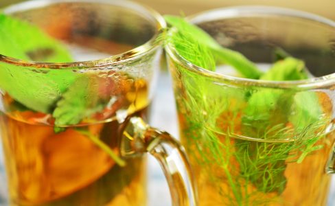 Plantes médicinales et alimentaires des haies et boqueteaux