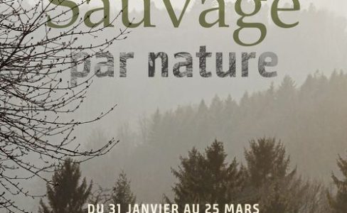 Promenade cueillette à la découverte de plantes sauvages comestibles