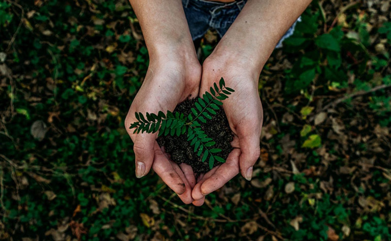 Conférence-débat : quel avenir pour nos forêts ?