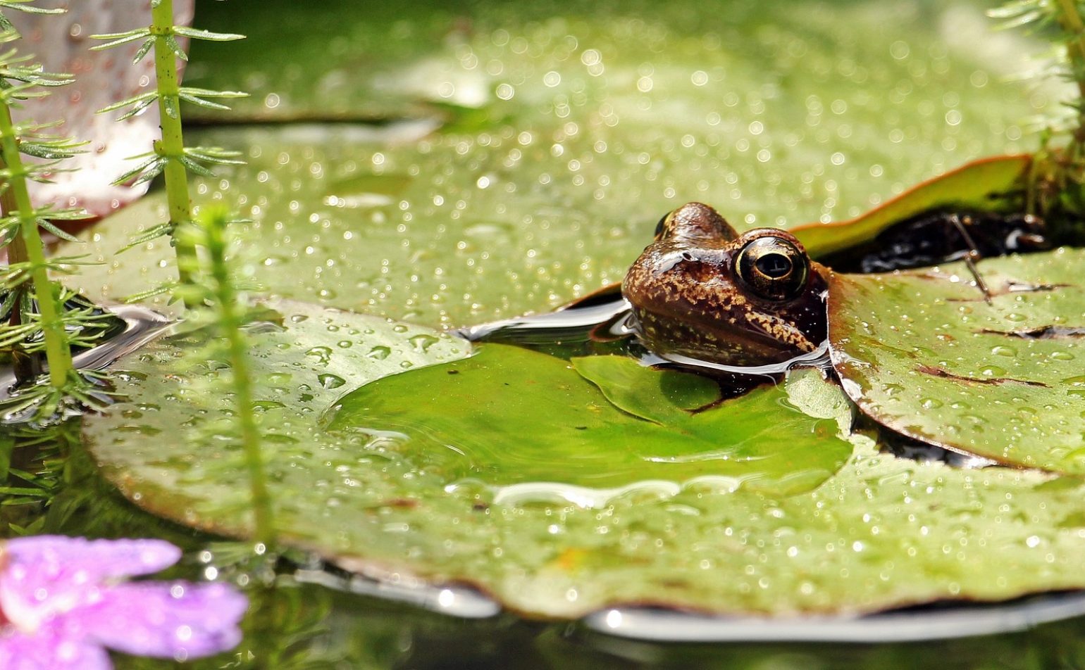 À l’écoute des amphibiens