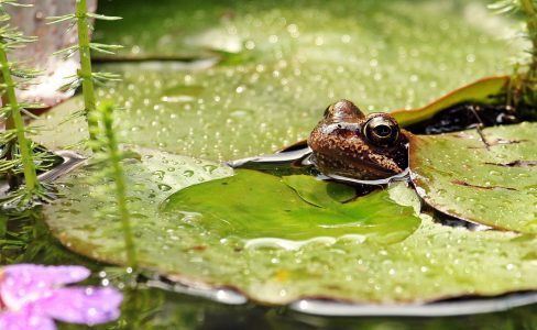 À l’écoute des amphibiens