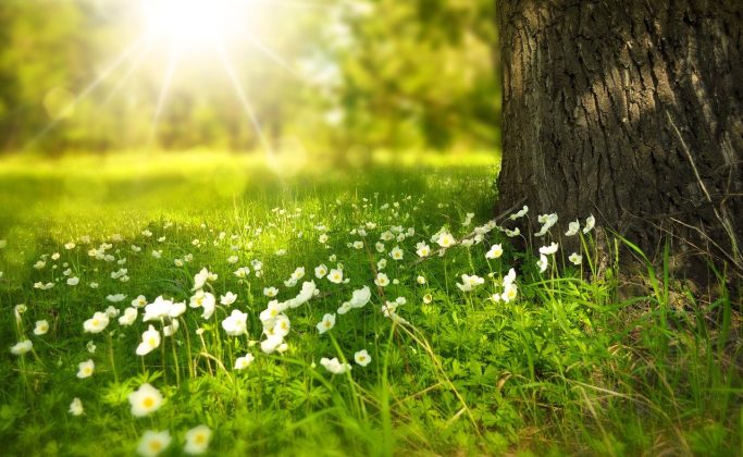 prairie sous le soleil