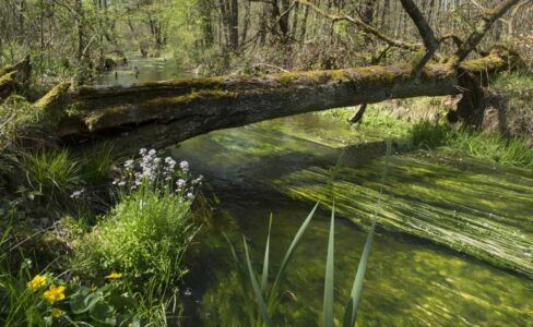 Natura 2000, un réseau écologique européen pour sauvegarder la biodiversité et la fonctionnalité des écosystèmes des Vosges du Nord