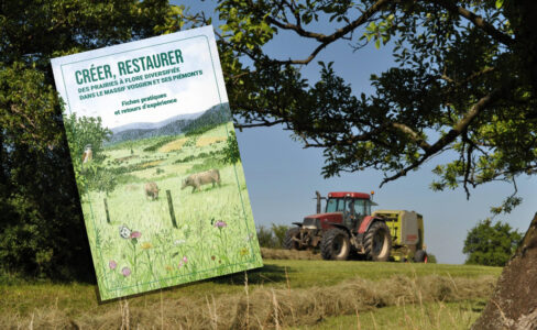 Restaurer une prairie : les bonnes recettes. Un guide est sorti !