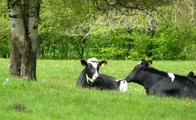 vache dans une prairie